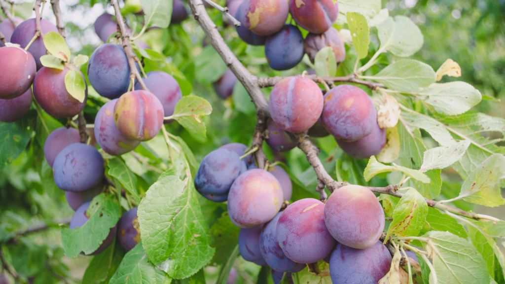 Plums good for keto diet